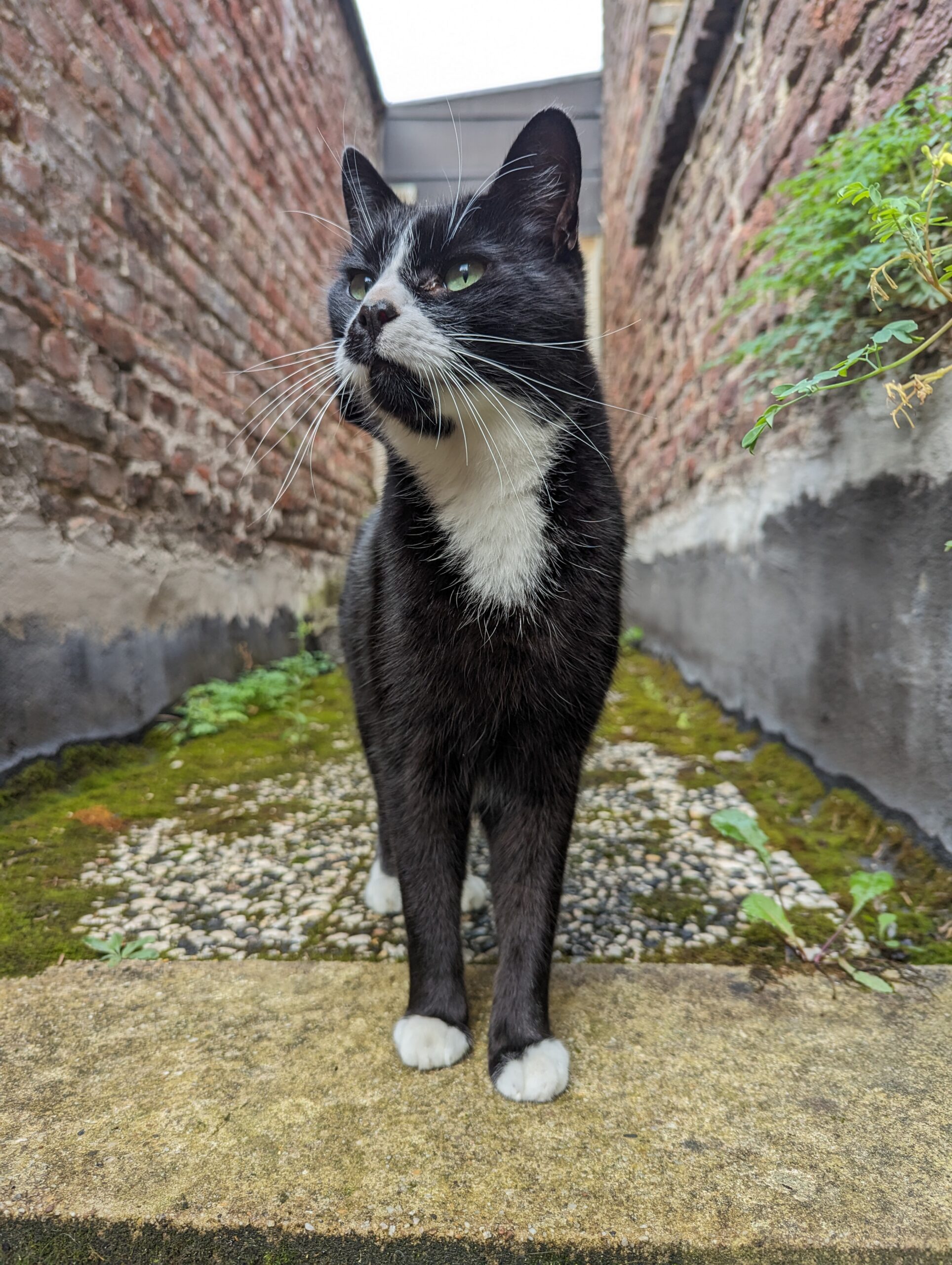 Katze der Woche 2025.05