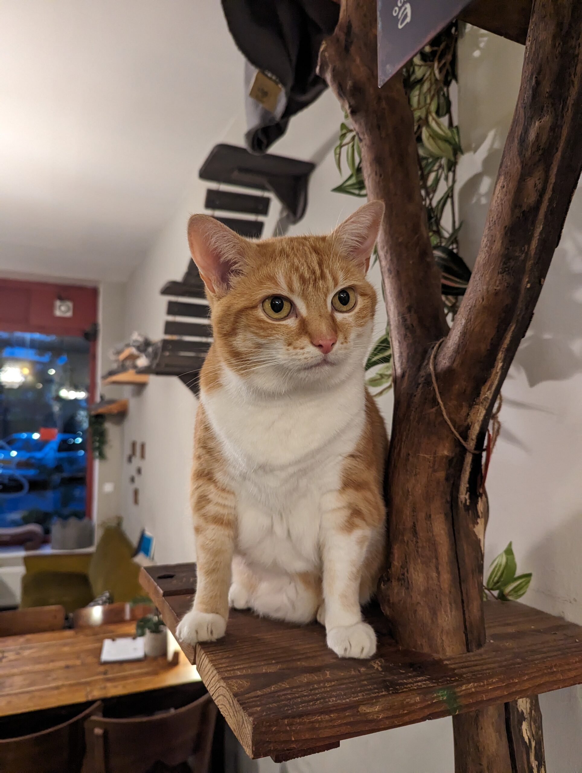 Katze der Woche 48.2025