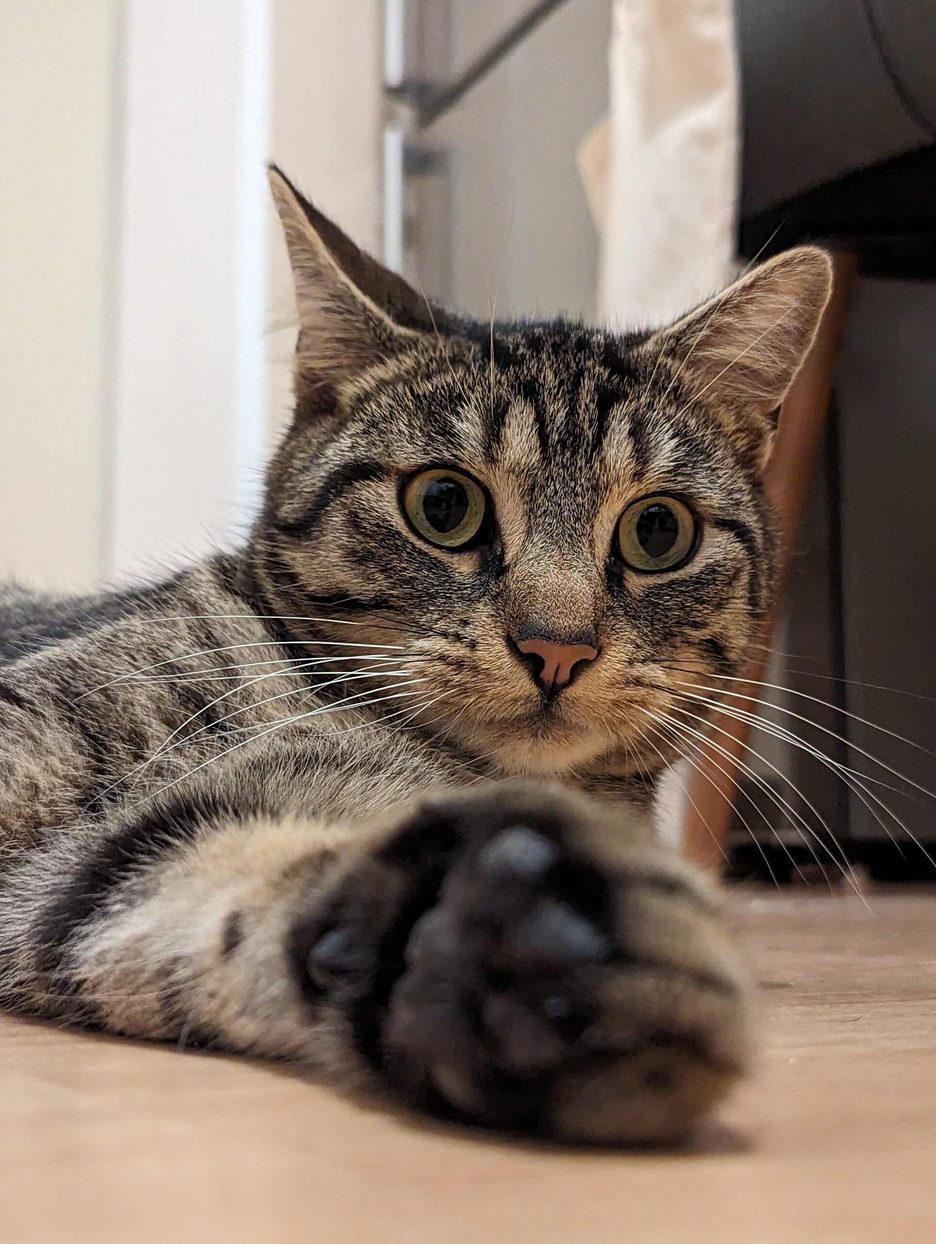 Katze der Woche 30.2026