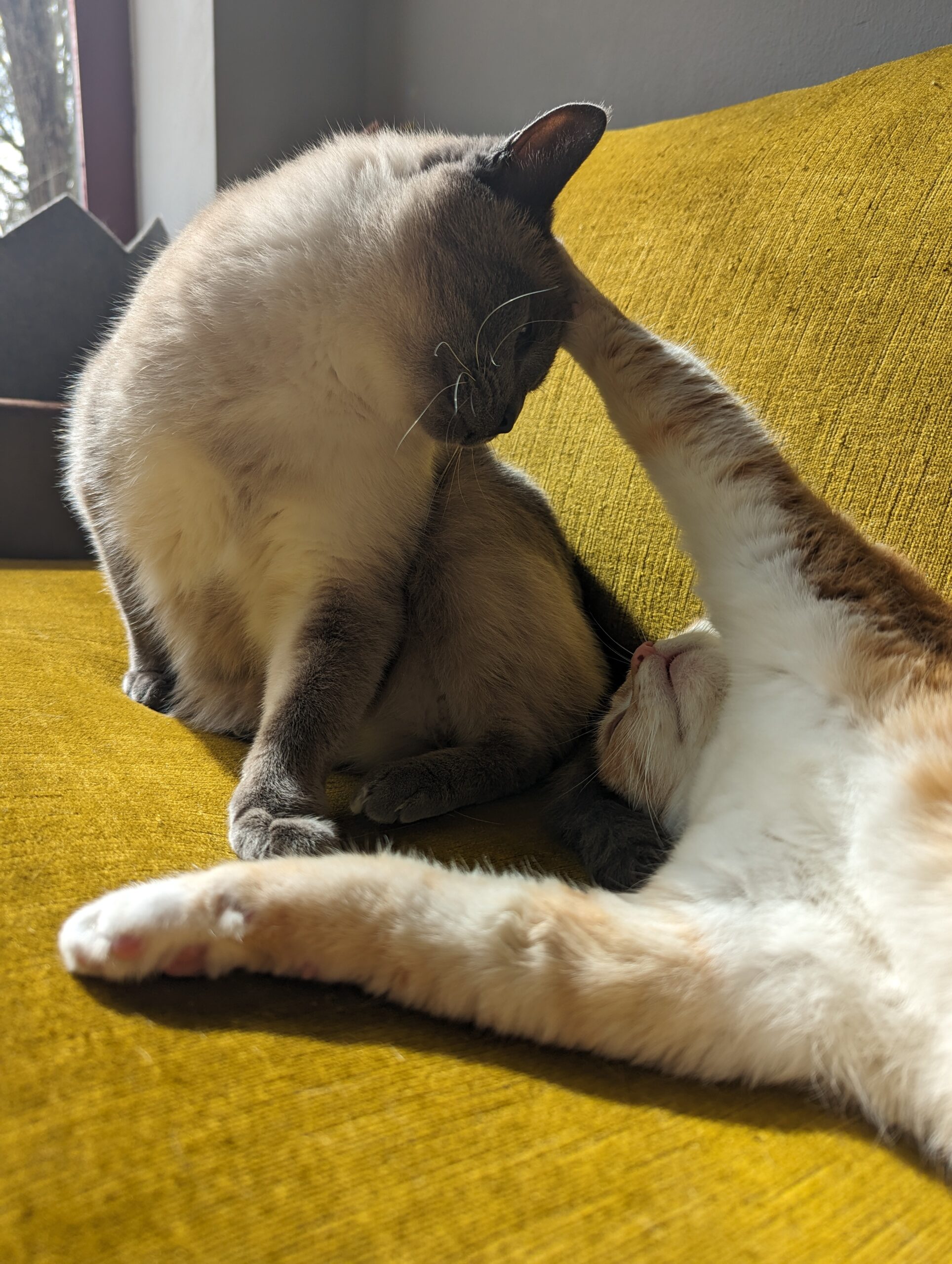 Katze der Woche 2025.08
