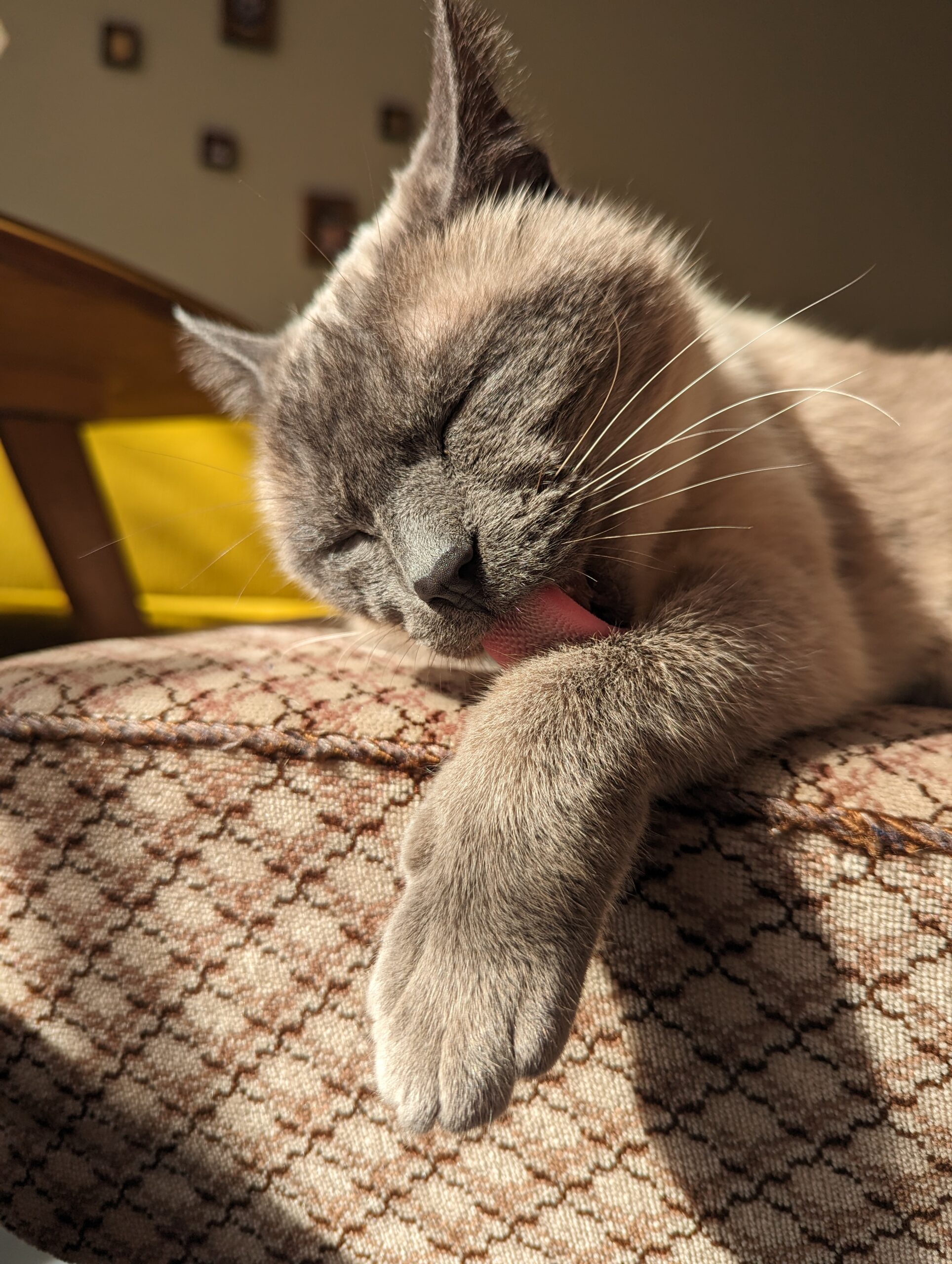 Katze der Woche 32.2026