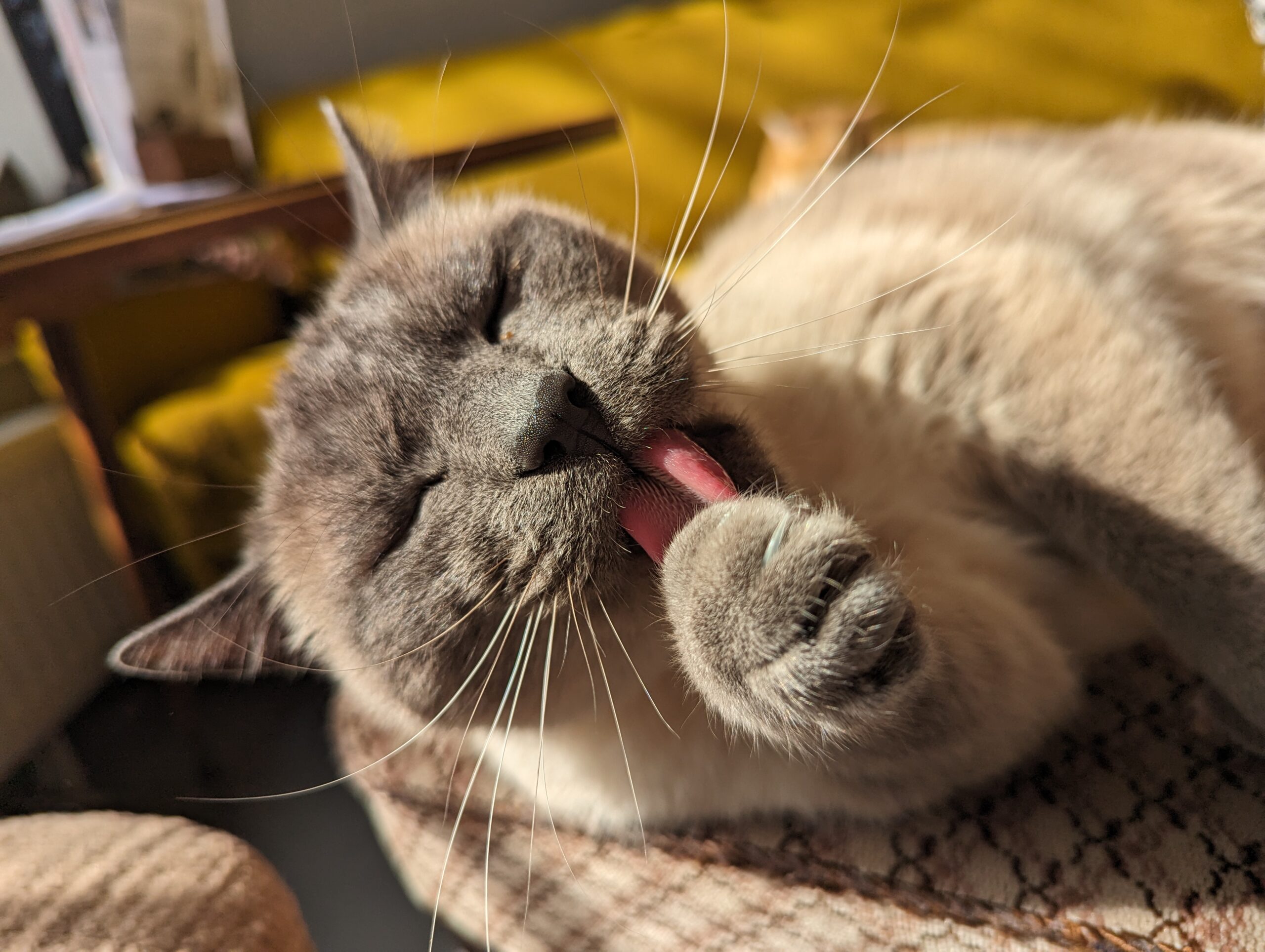 Katze der Woche 19.2026