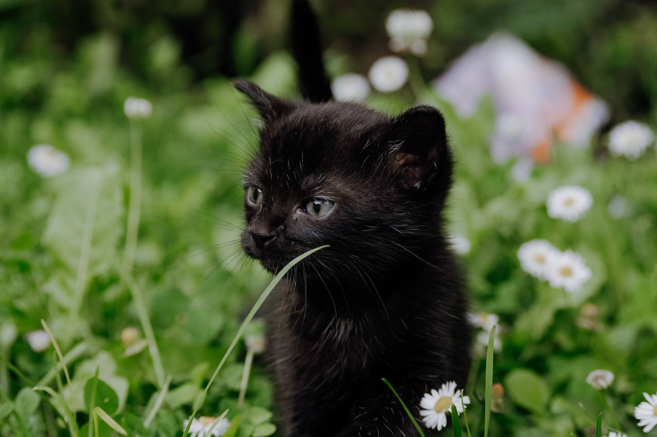 Schwarze Babykatze die in einer Blumenwiese sitzt