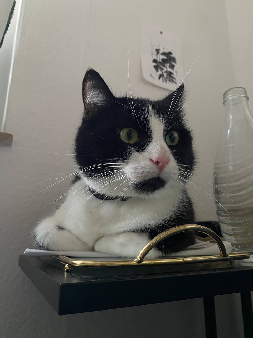 Katze der Woche 04.2026