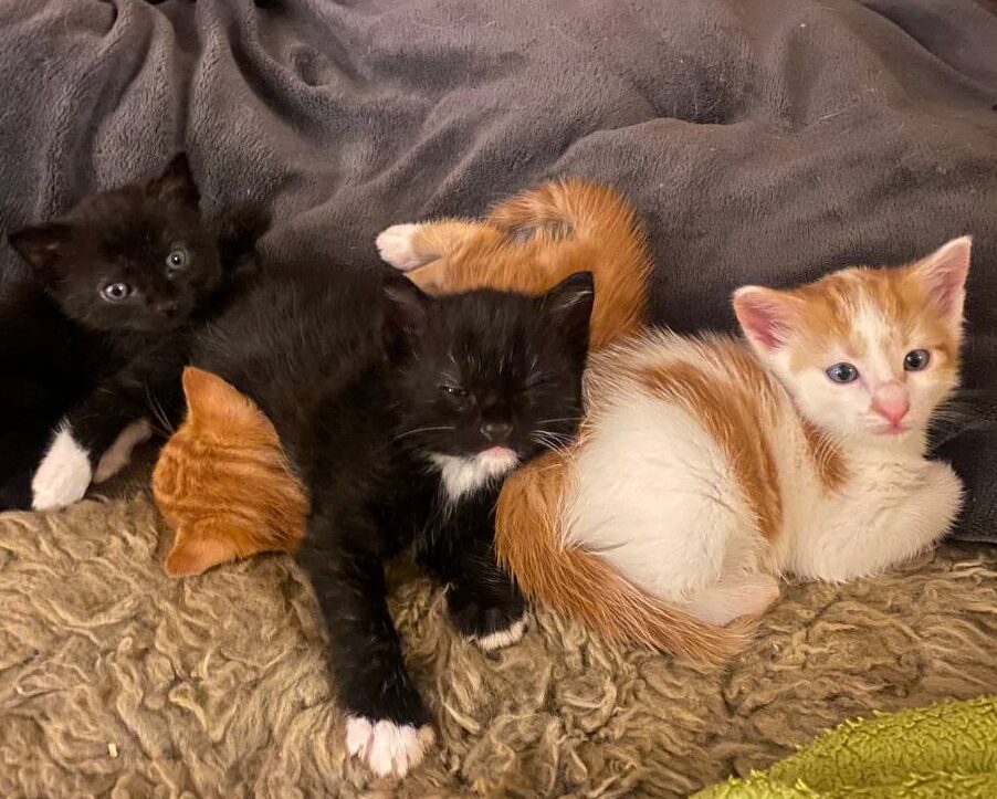 Katze der Woche 41.2025