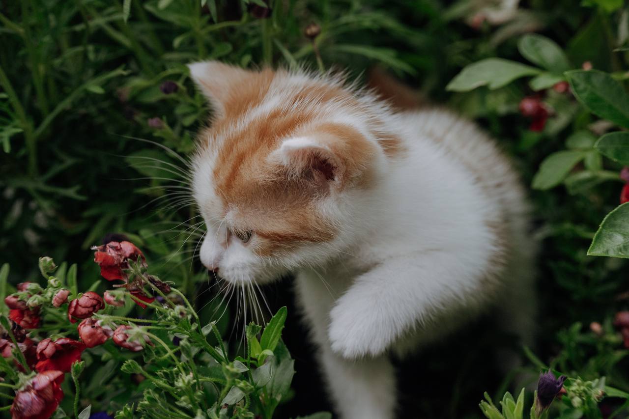 Cute kitten playing in some grass.