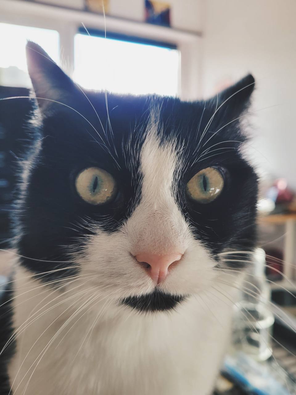 Katze der Woche 2025.27