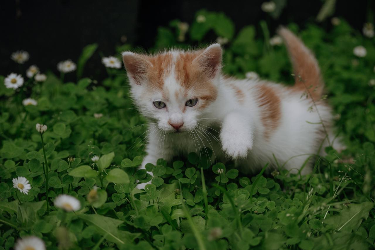 Katze der Woche 15.2026