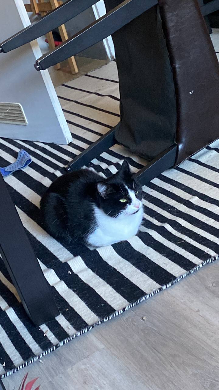 Katze der Woche 2026.39