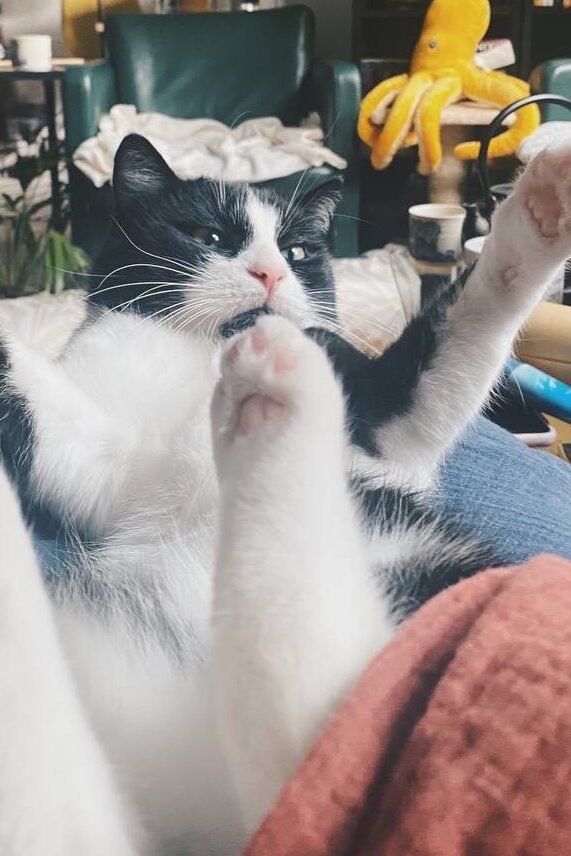 Katze der Woche 2025.37