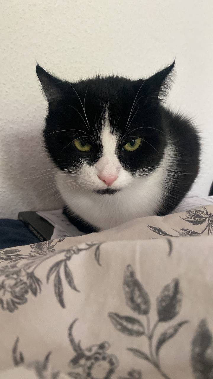 Katze der Woche 12.2026