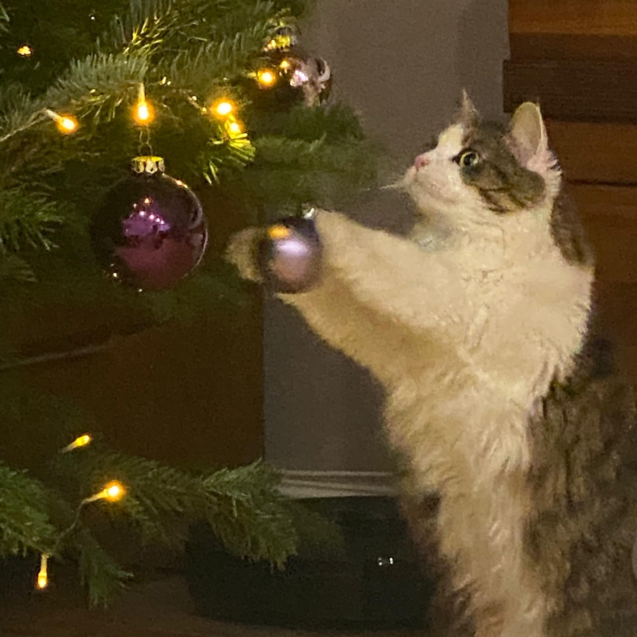 Katze der Woche 2024.52