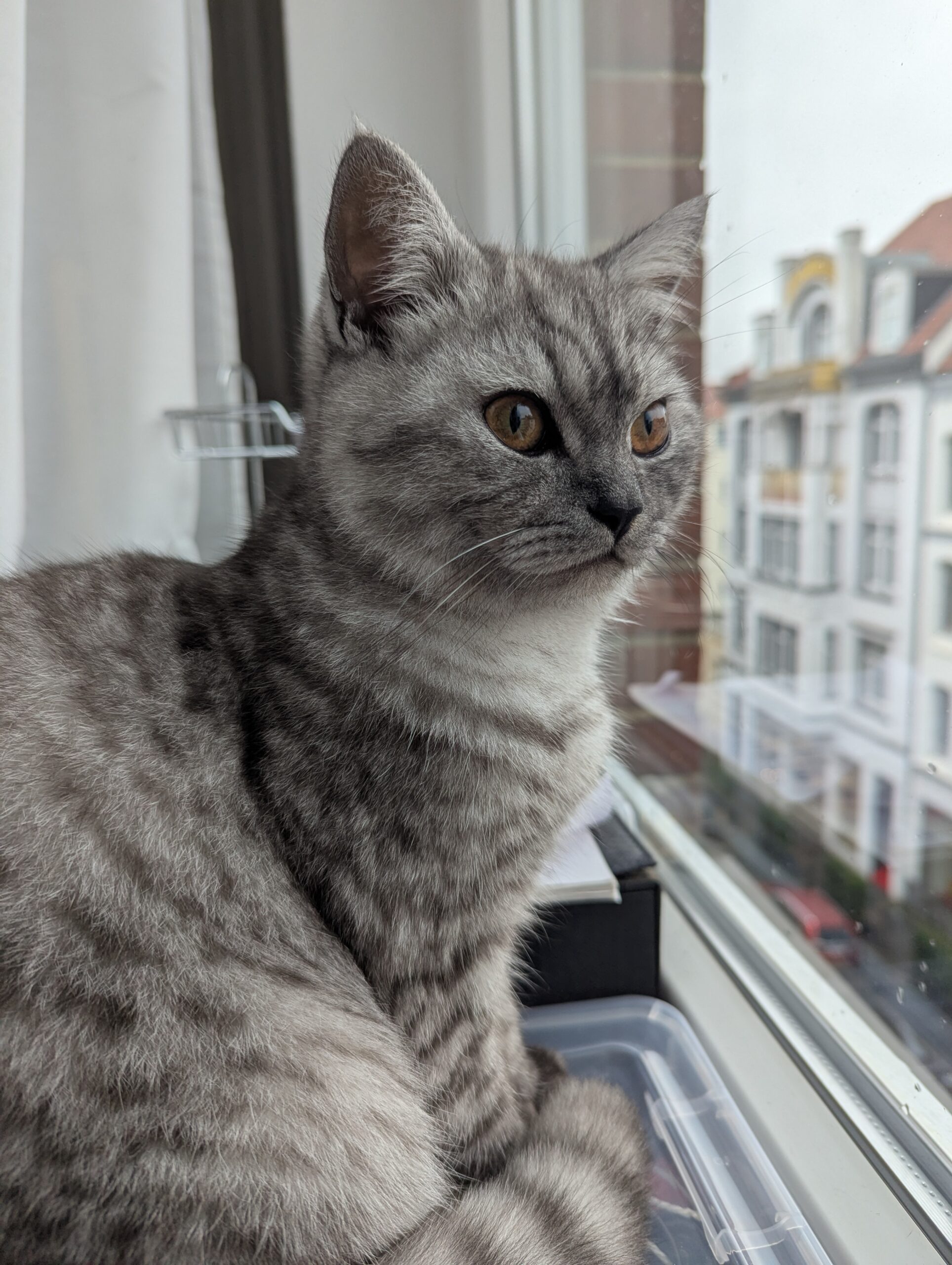 Katze der Woche 2024.50
