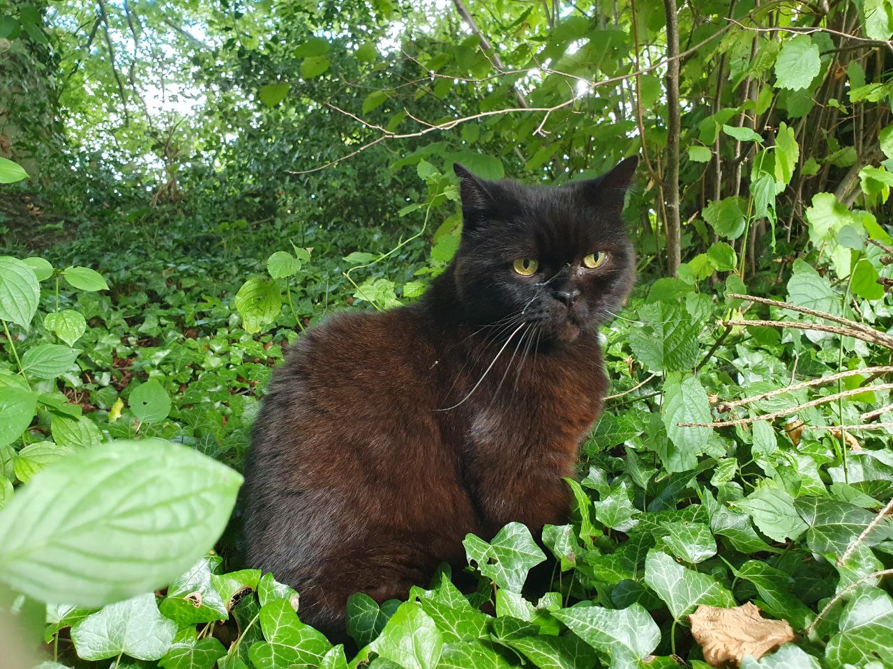 Katze der Woche 2025.06