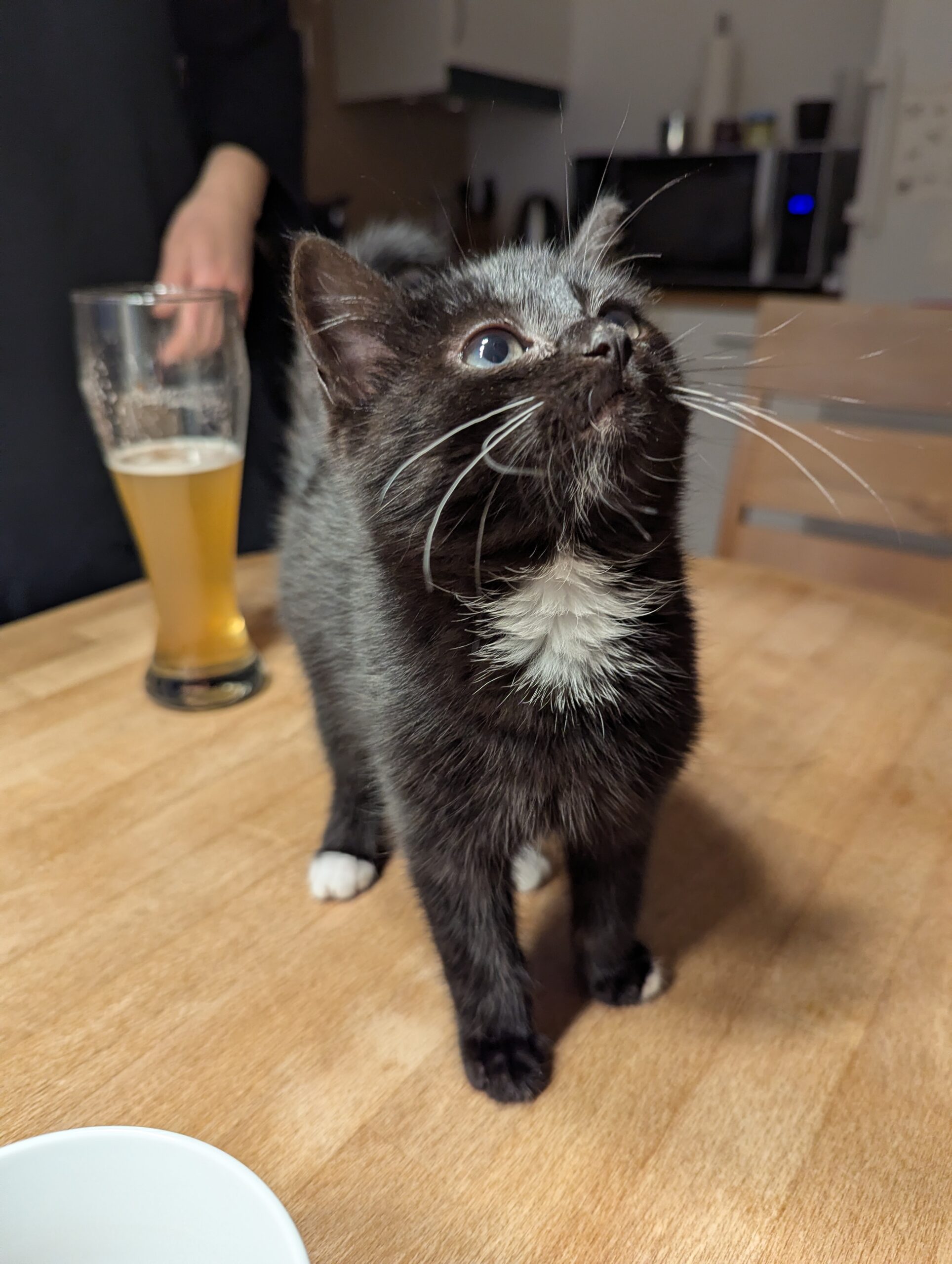 Katze der Woche 2025.03