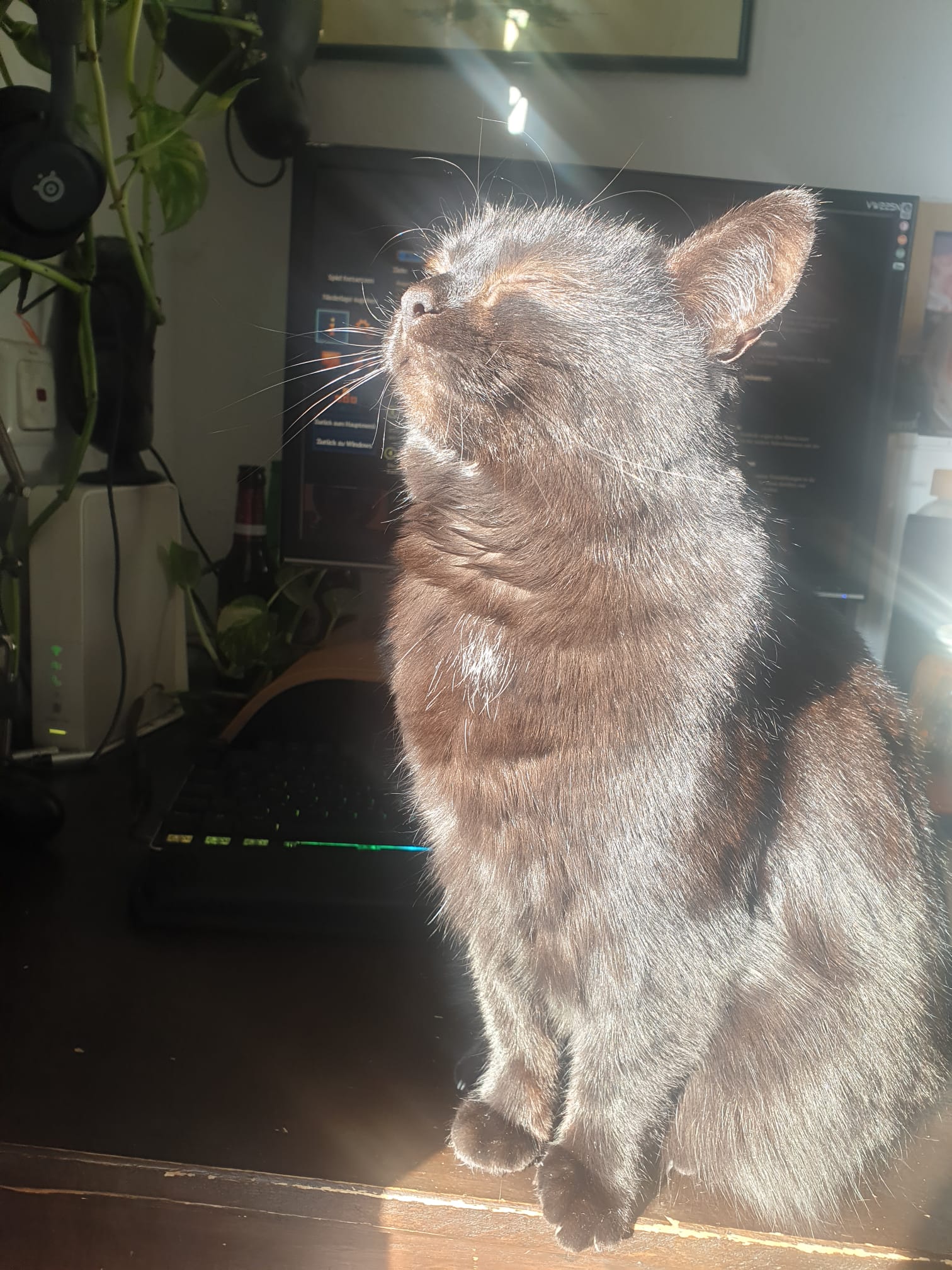 Katze der Woche 2025.04