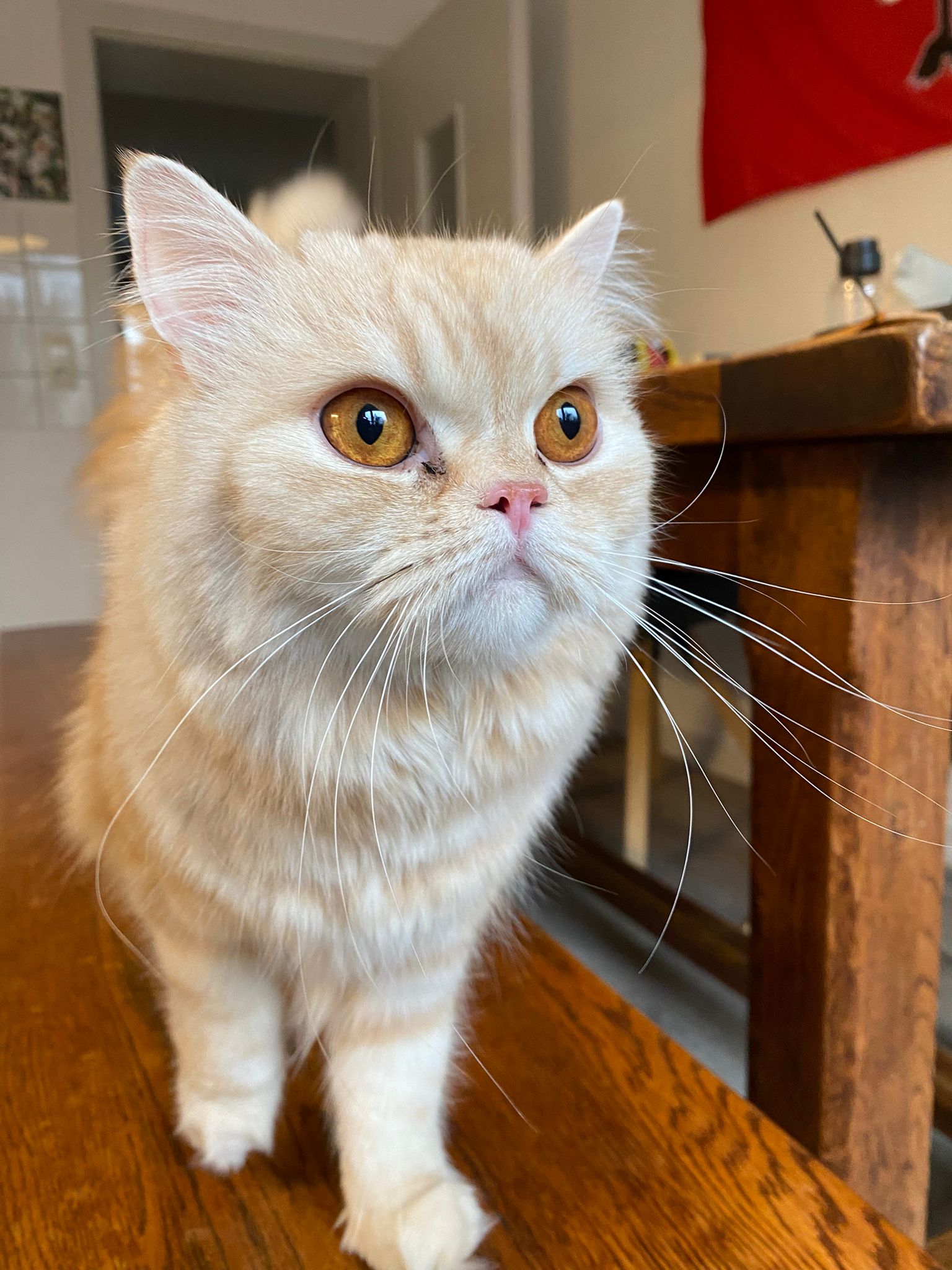 Katze der Woche 2025.07