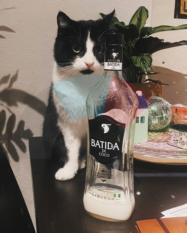 Katze der Woche 2025.09