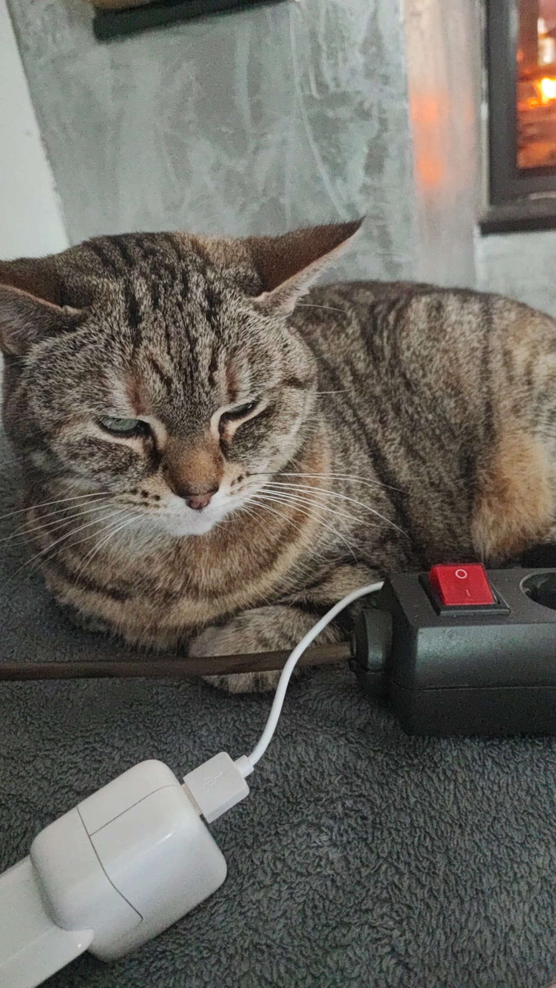 Katze der Woche 2025.13
