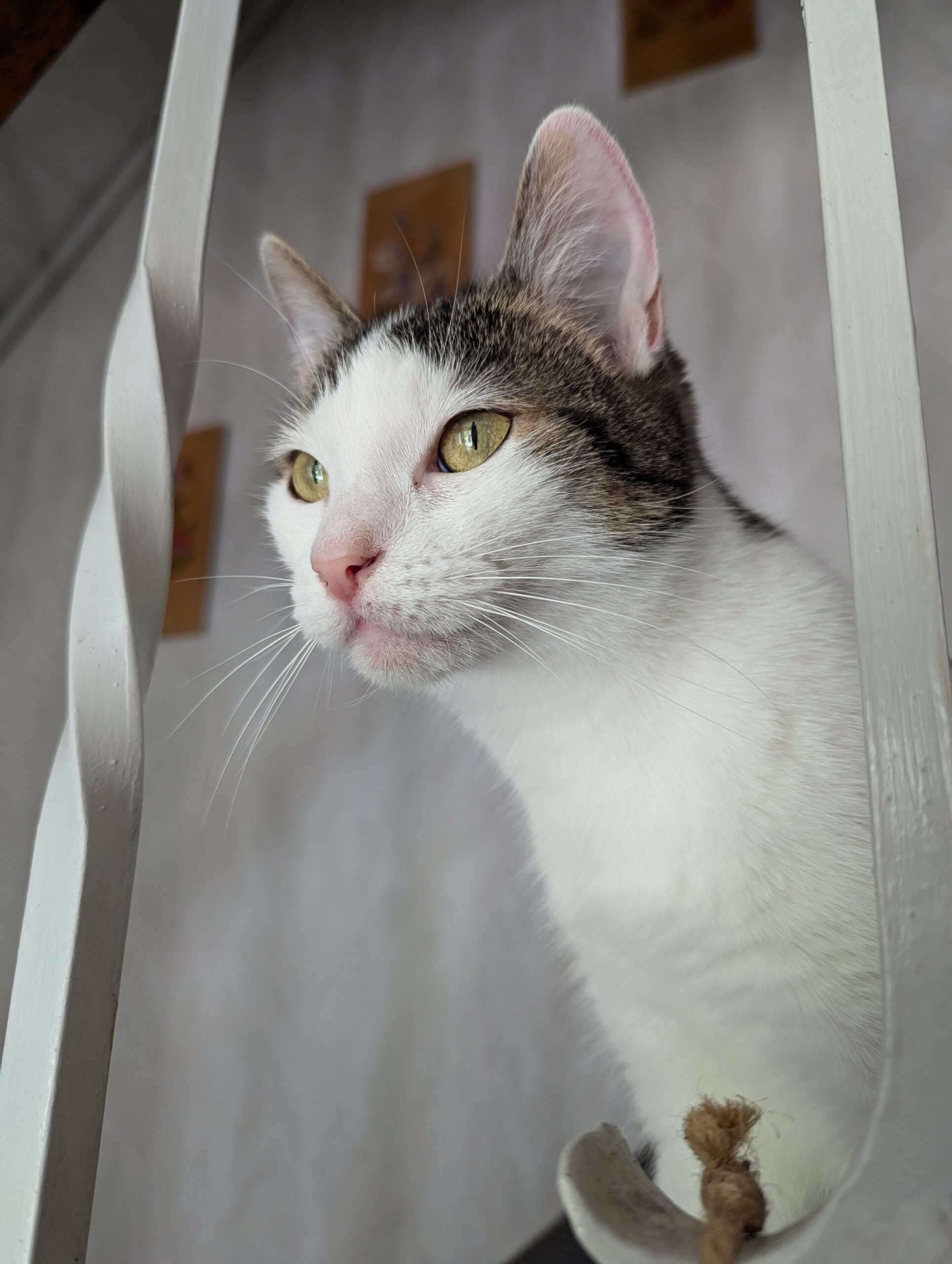 Katze der Woche 2025.10