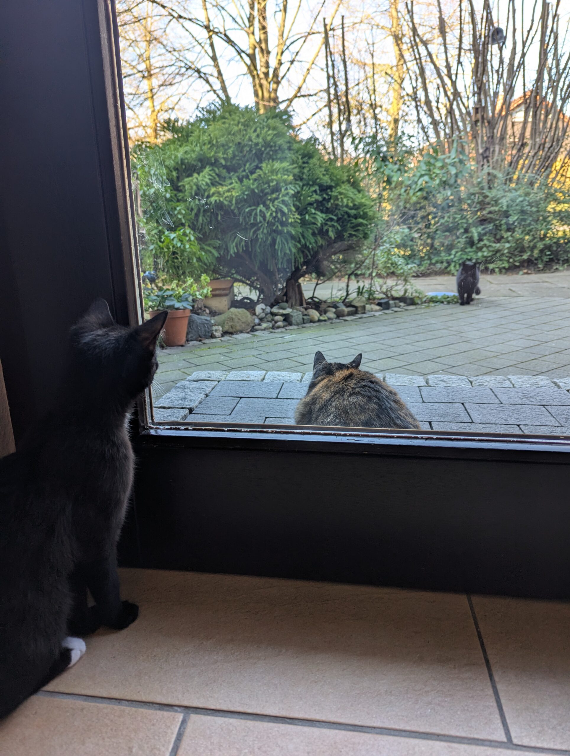 Katzen der Woche 2025.11