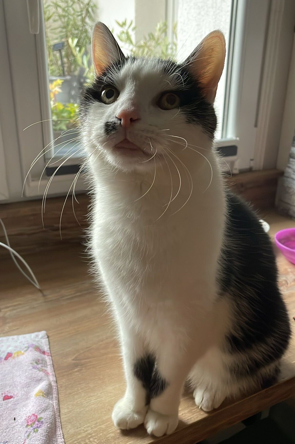 Katze der Woche 2025.17