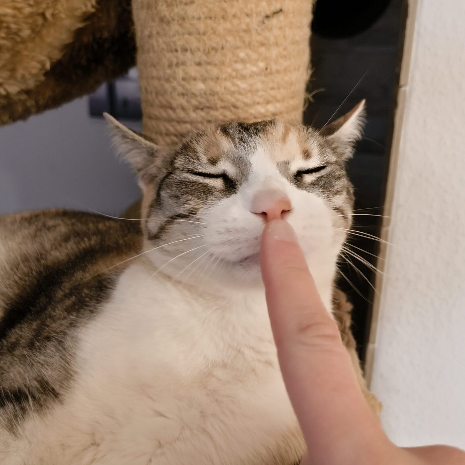 Katze der Woche 2025.20
