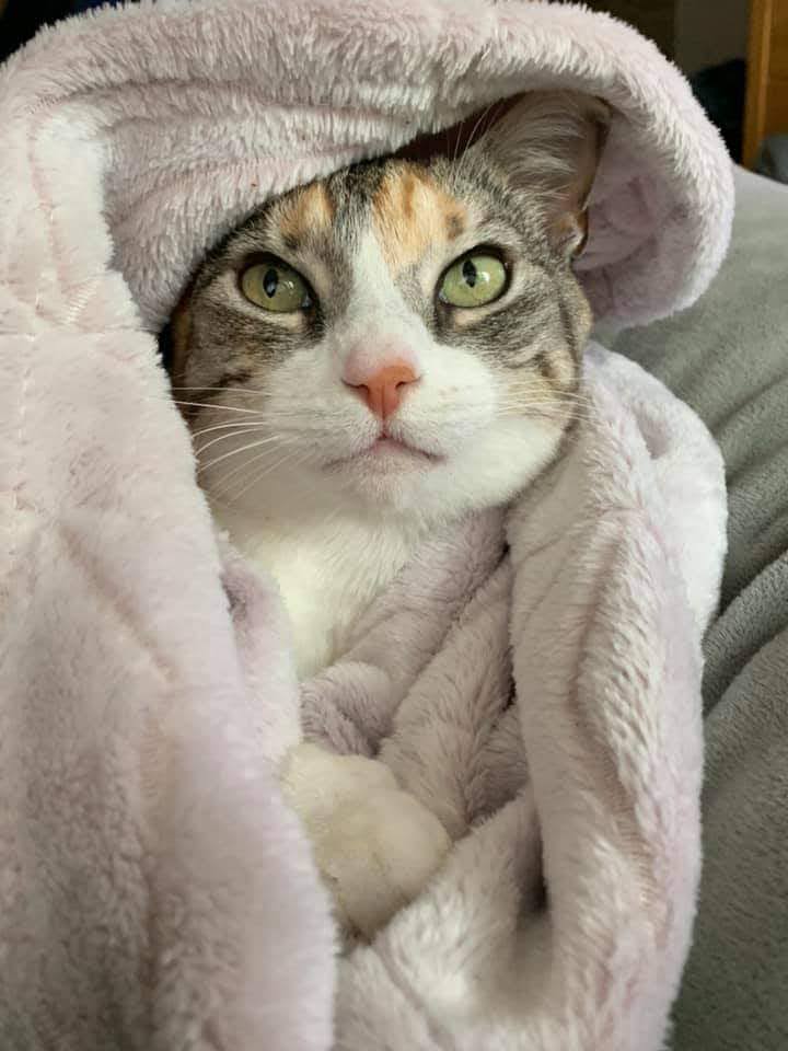 Katze der Woche 2025.21