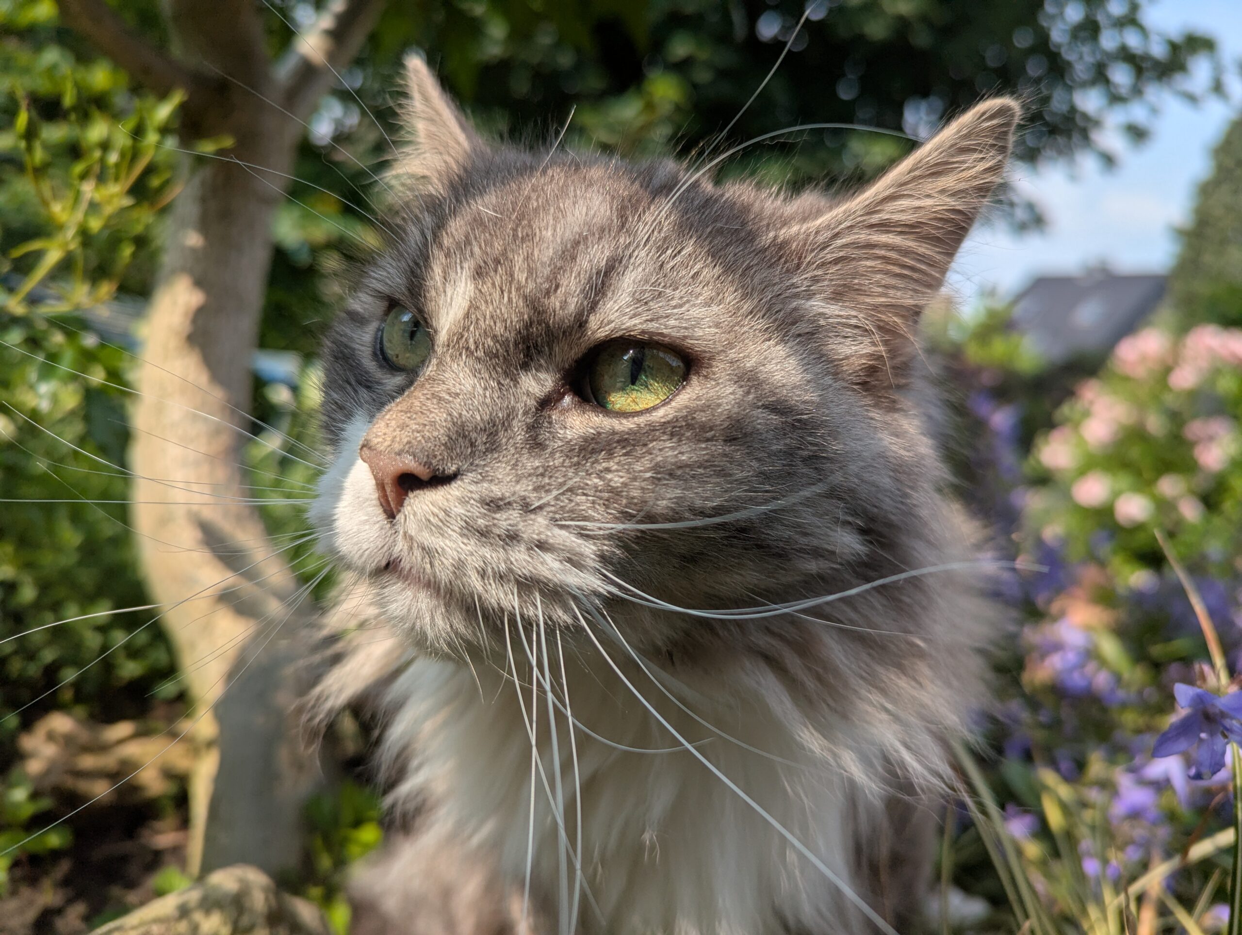 Katze der Woche 2025.25