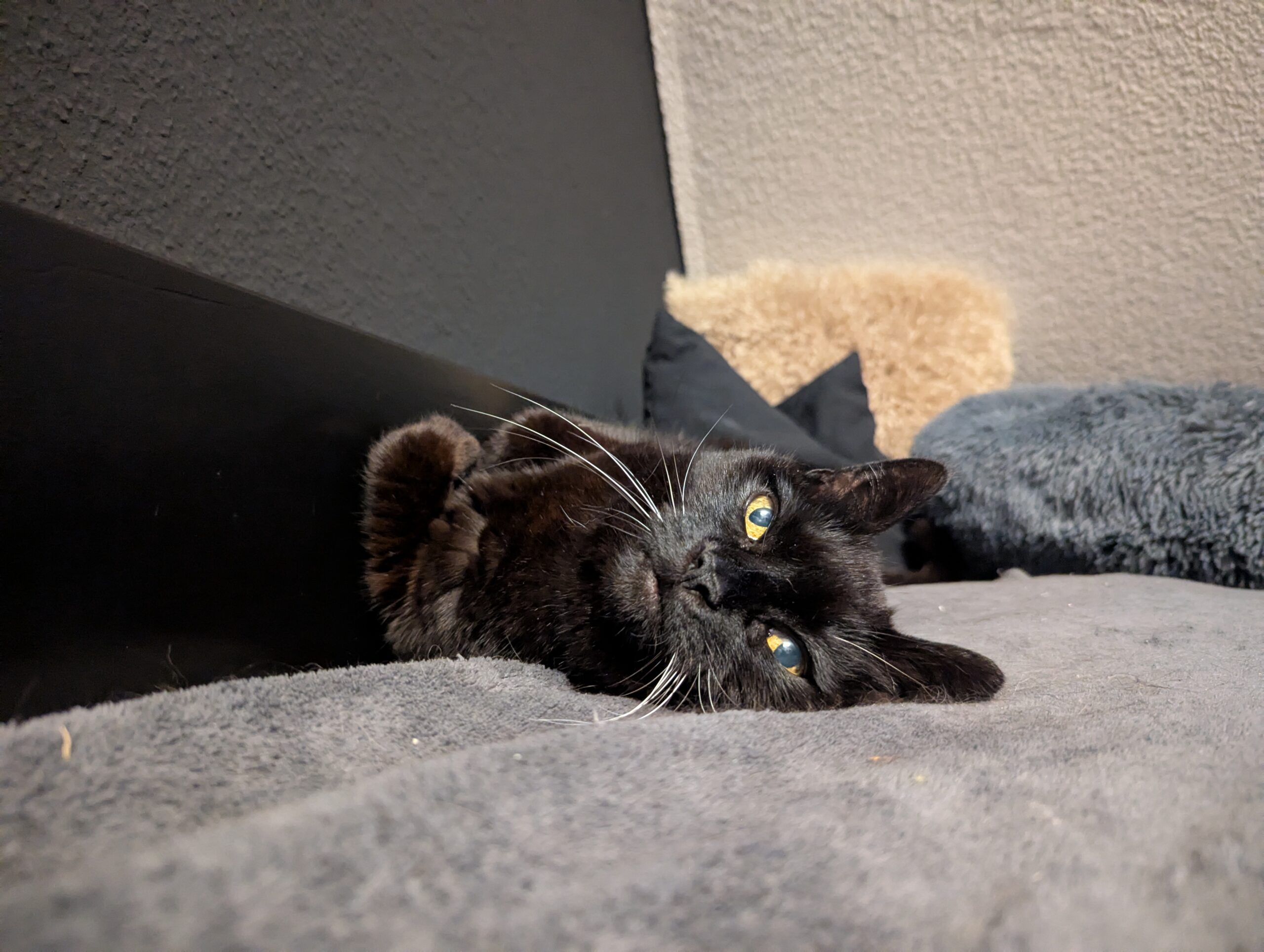 Katze der Woche 2025.26
