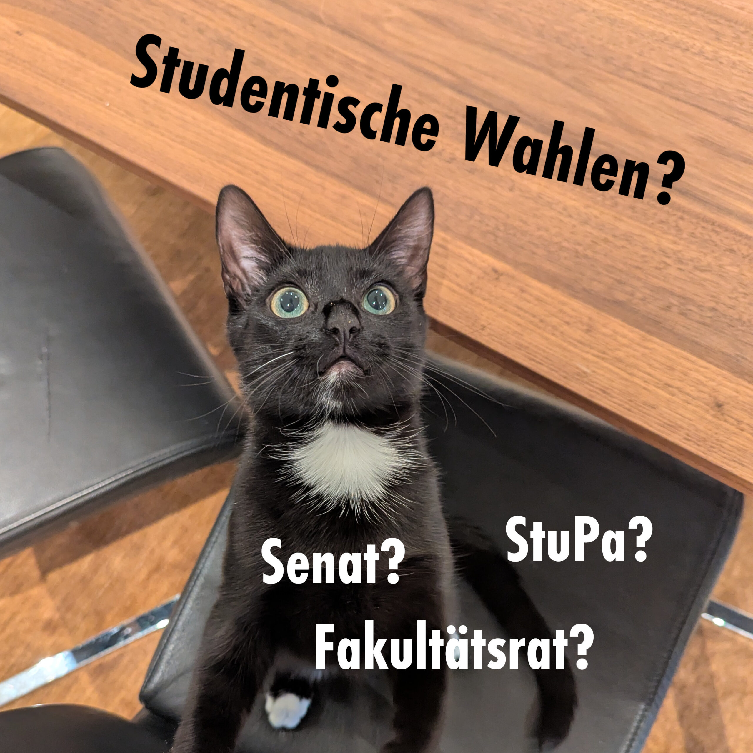 Schwarze Katze mit weißen Flecken, die verwirrt auf den Text "Studentische Wahlen?" schaut und von den Wörtern Senat, StuPa und Fakultätsrat umgeben ist