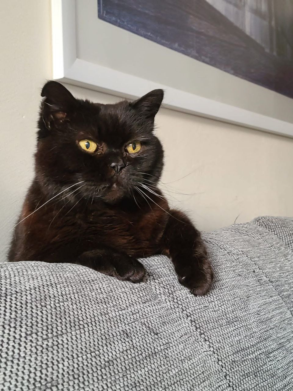 Katze der Woche 2025.24