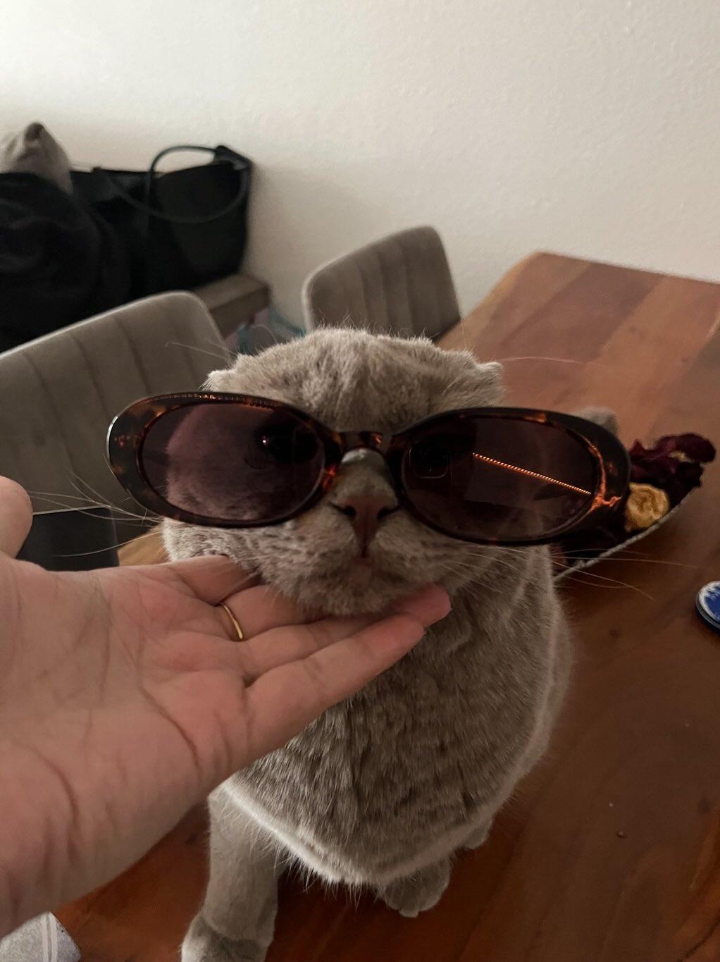 Katze der Woche 2025.30