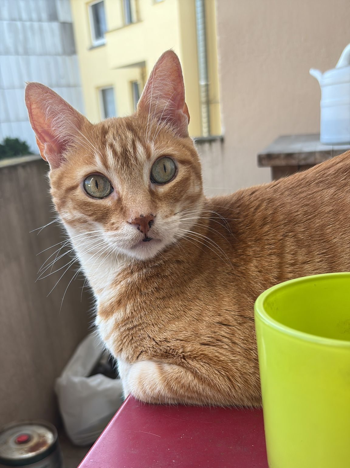 Katze der Woche 2025.28