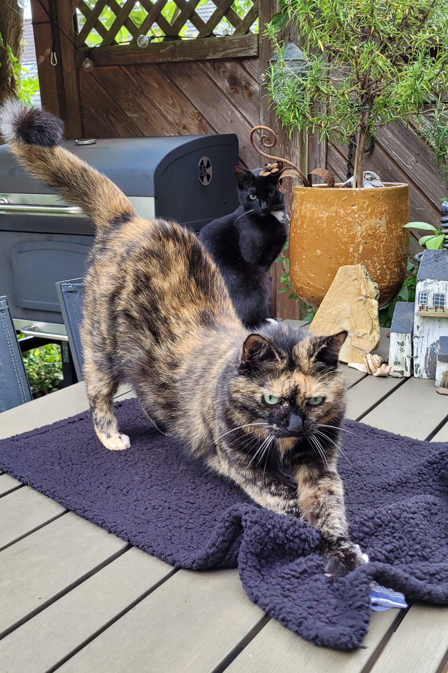 Katze der Woche 2025.34
