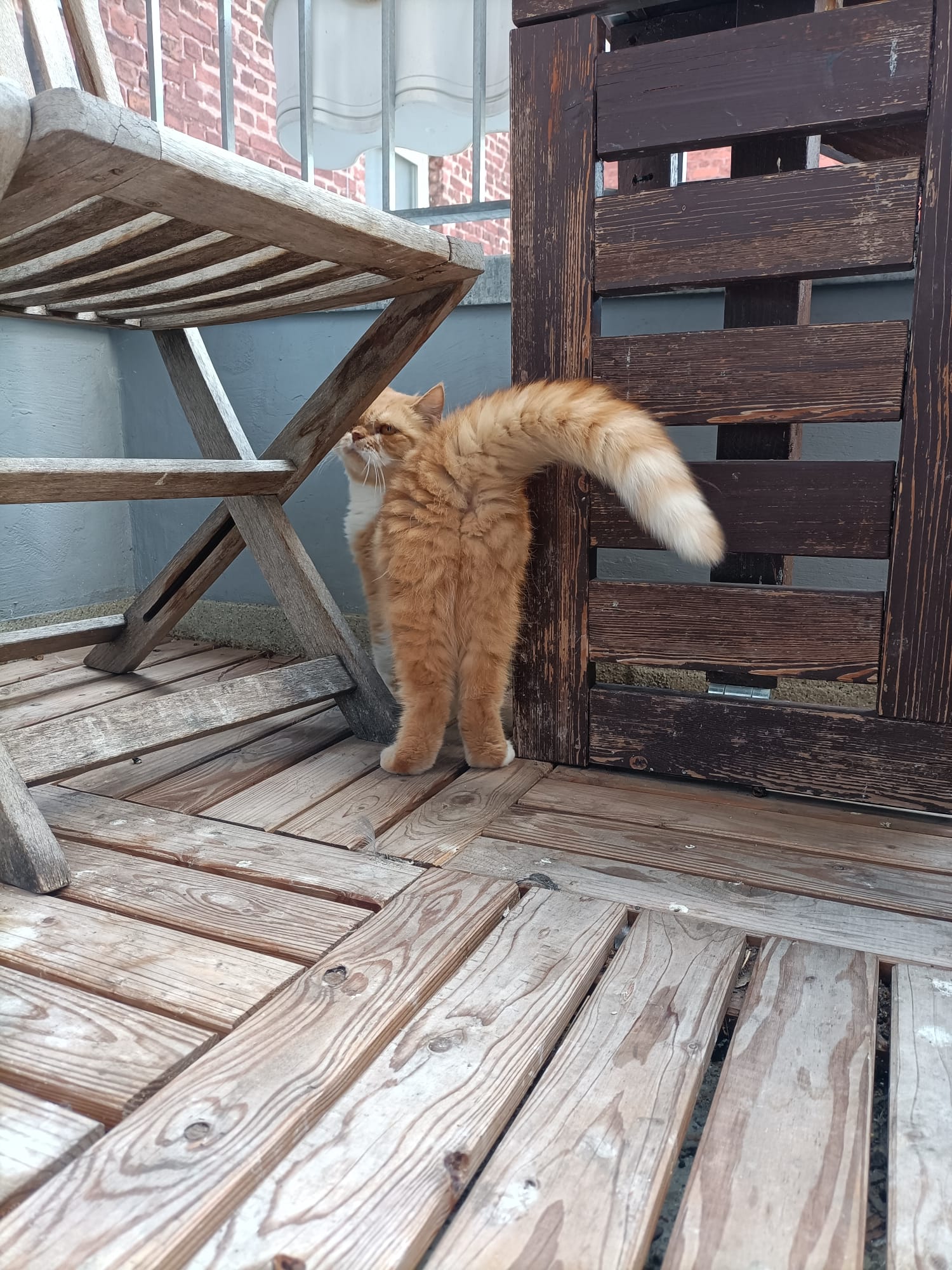 Katze der Woche 2025.35