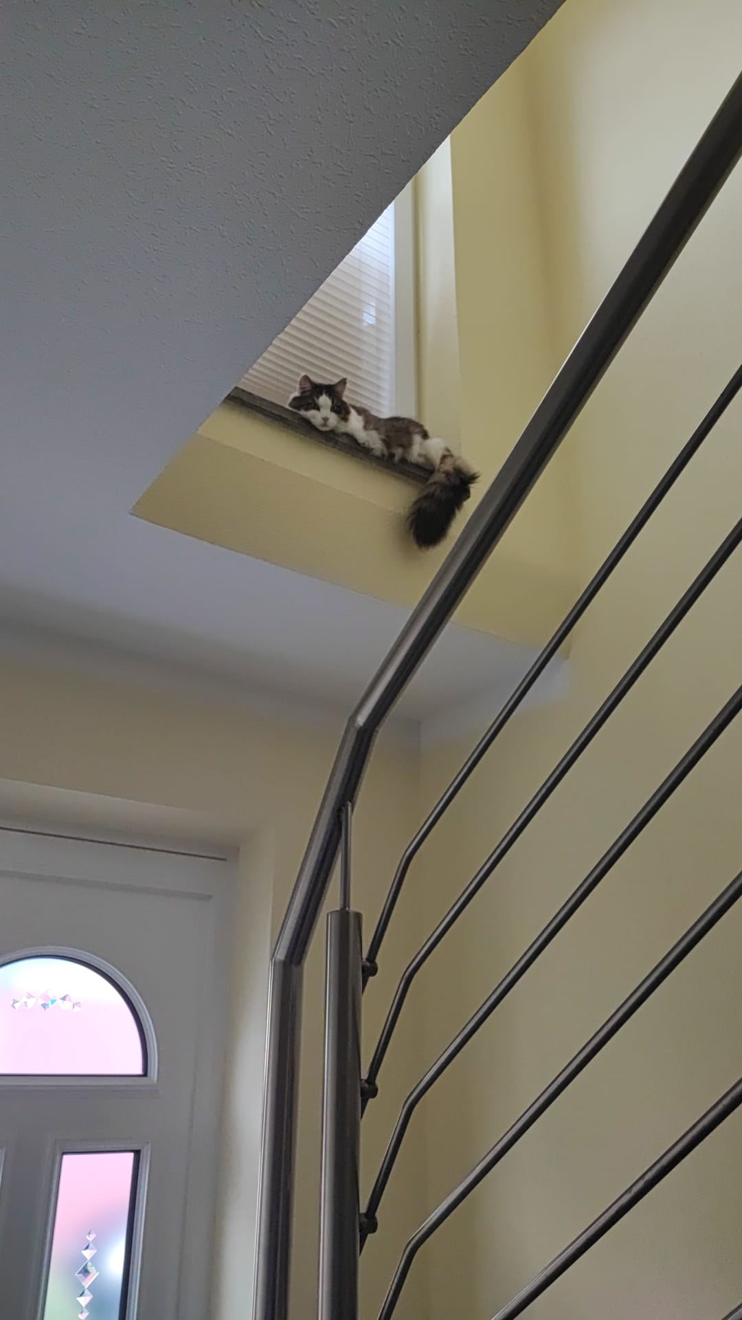 Katze der Woche 2025.36