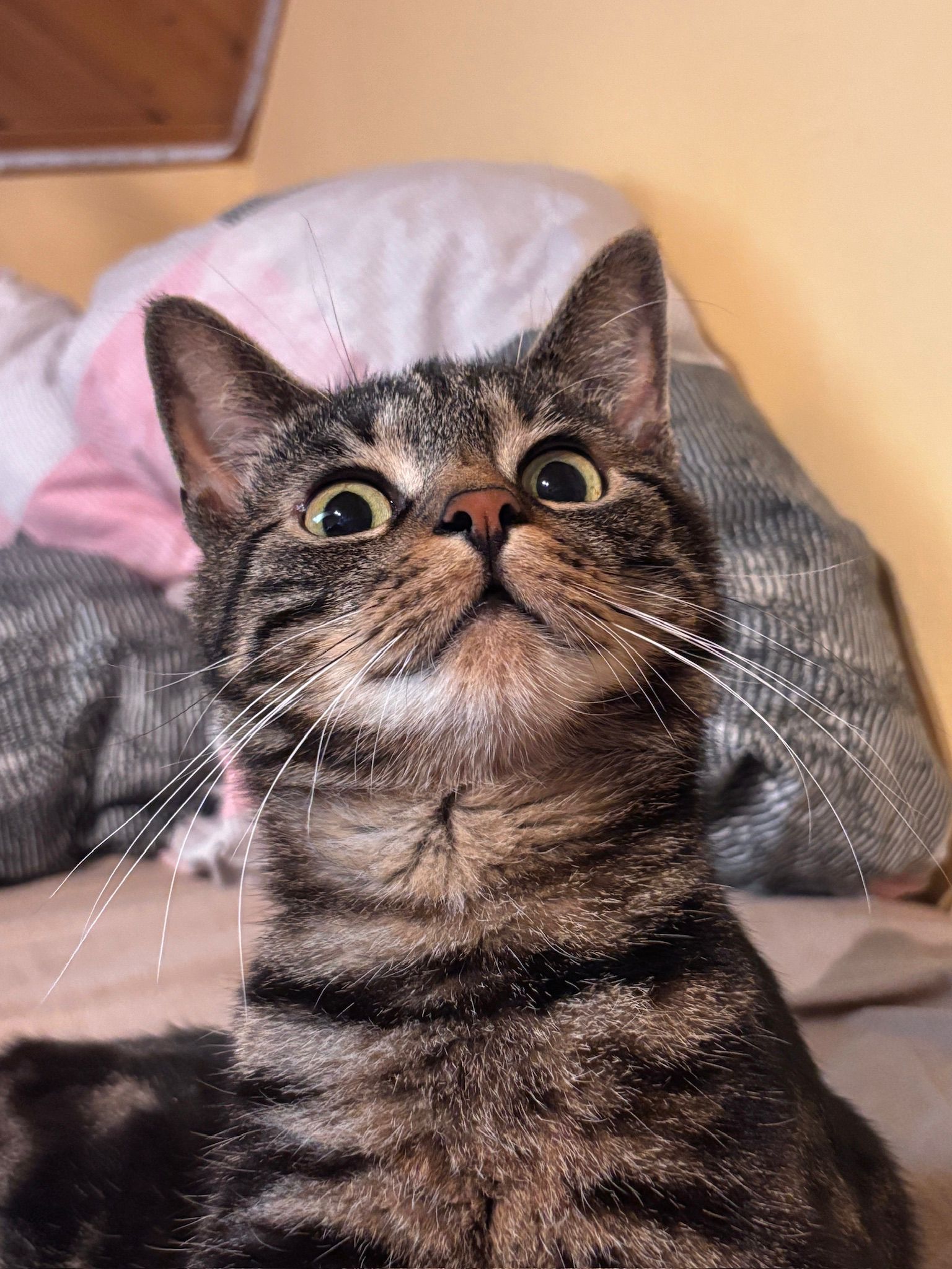 Süße Katze mit hellen und dunklen Streifen