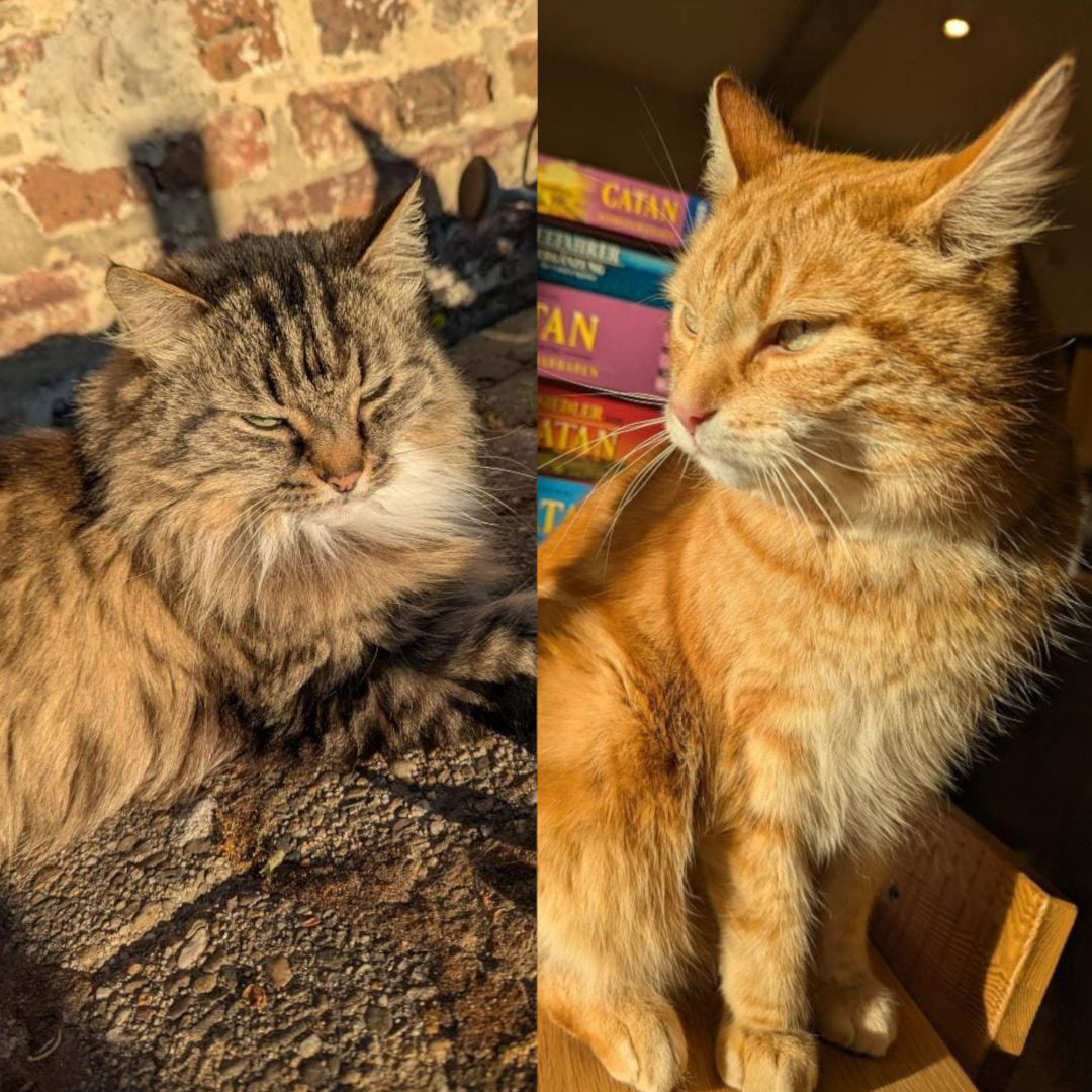 Katzen der Woche 43.2025