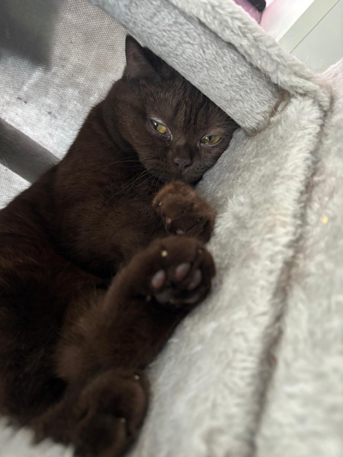 Süße schläfrige schwarze Katze!