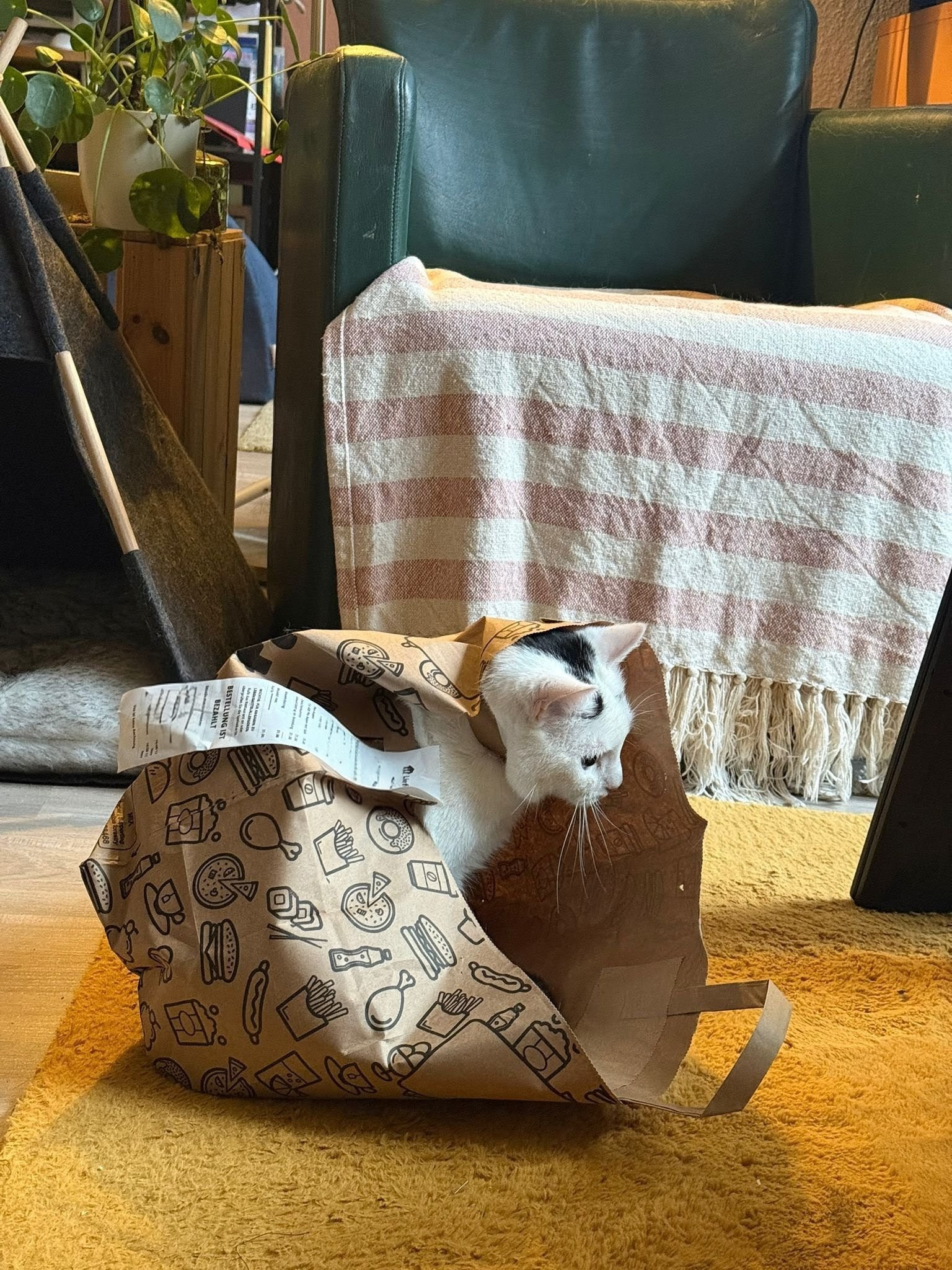 Katze der Woche 47.2025