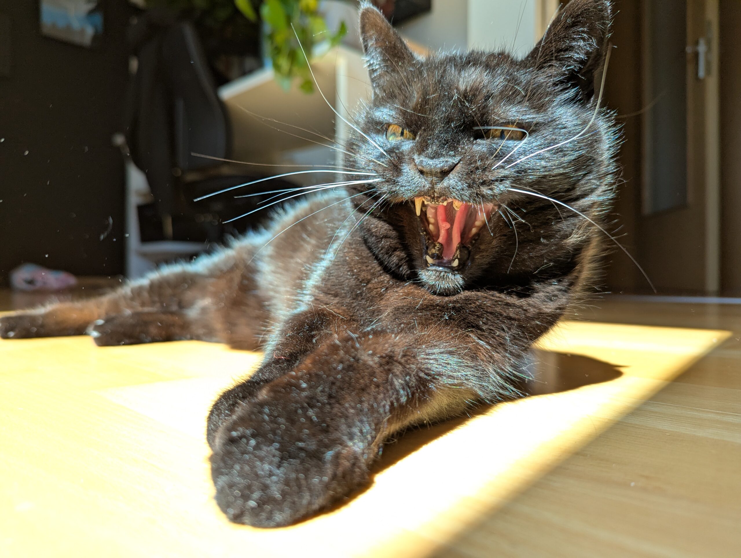 Katze der Woche 45.2025