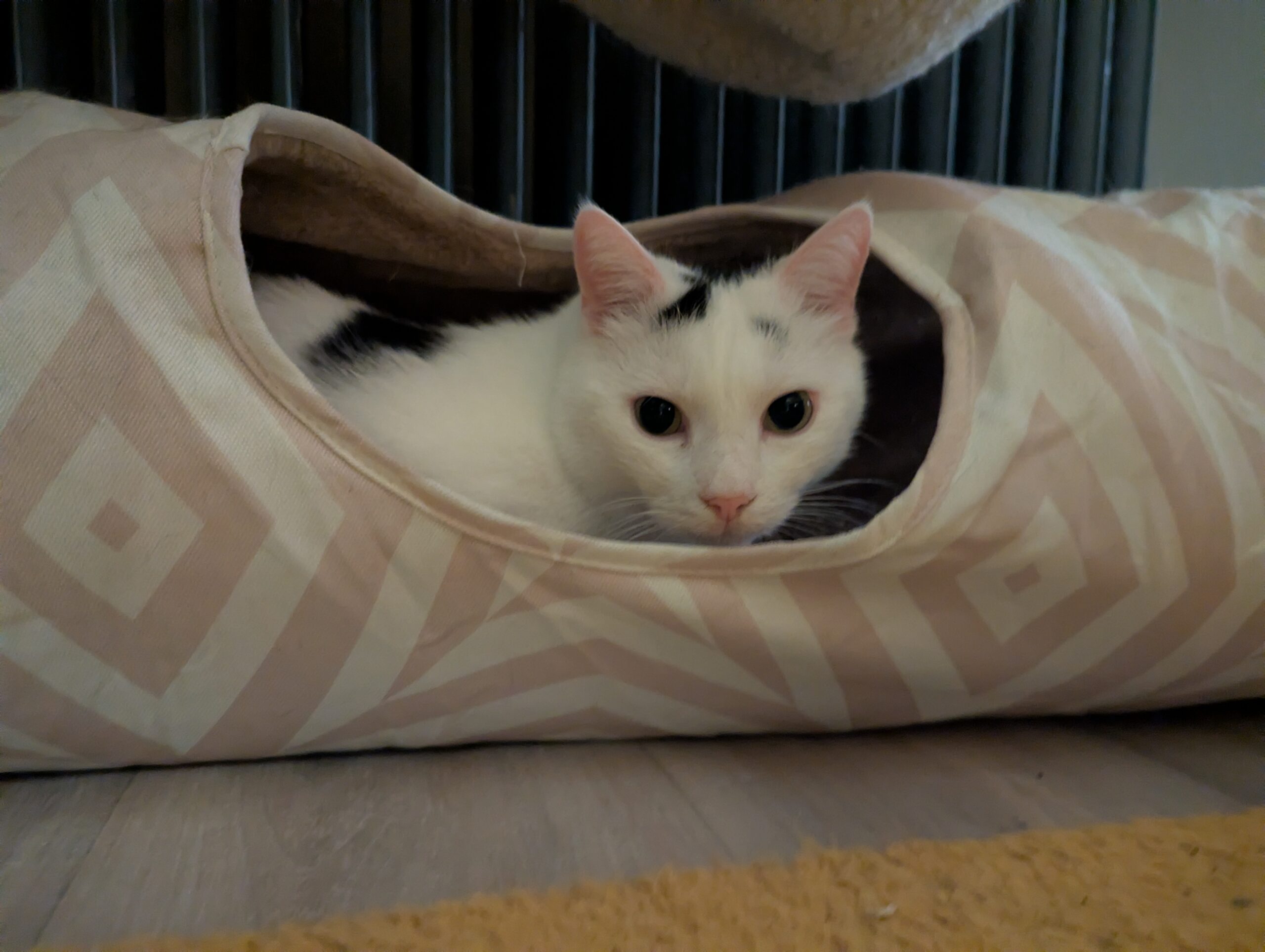 Katze der Woche 49.2025