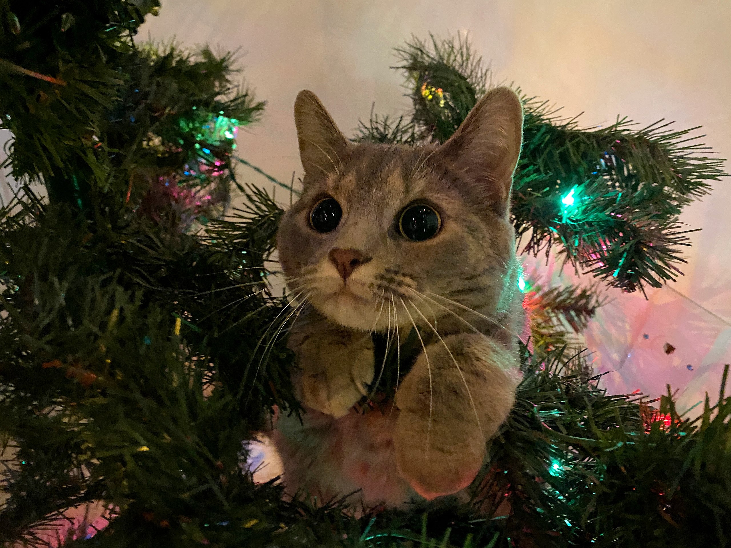 Katze der Woche 52.2025