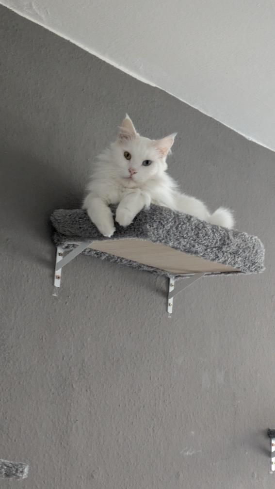 Katze der Woche 03.2026