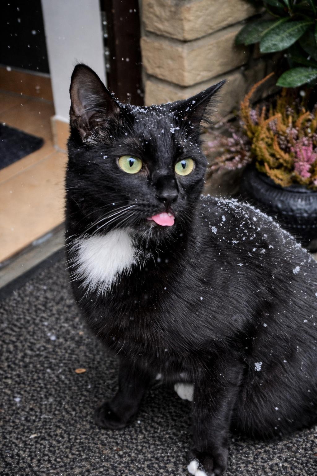 Katze der Woche 02.2026