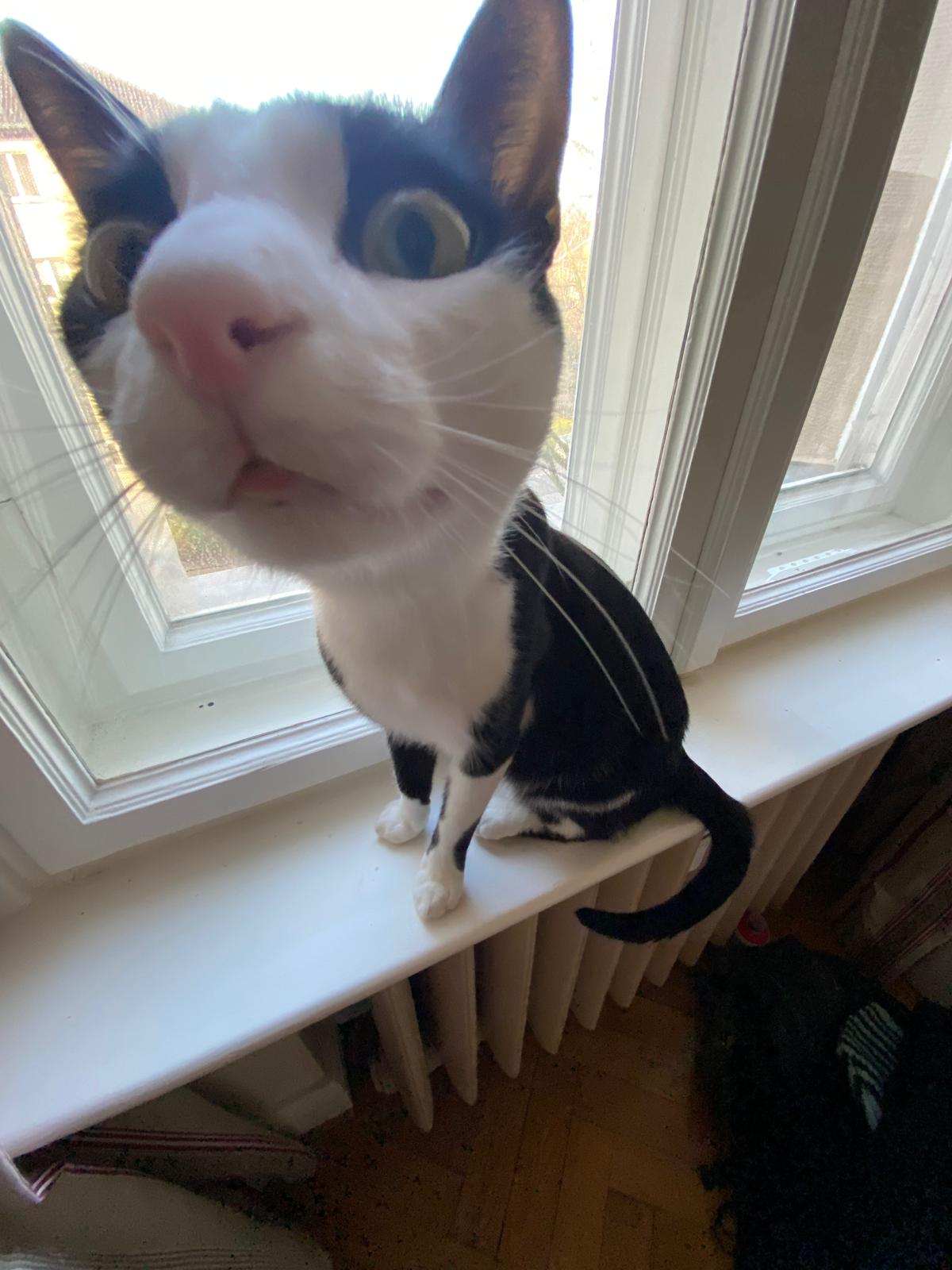 Katze der Woche 06.2026