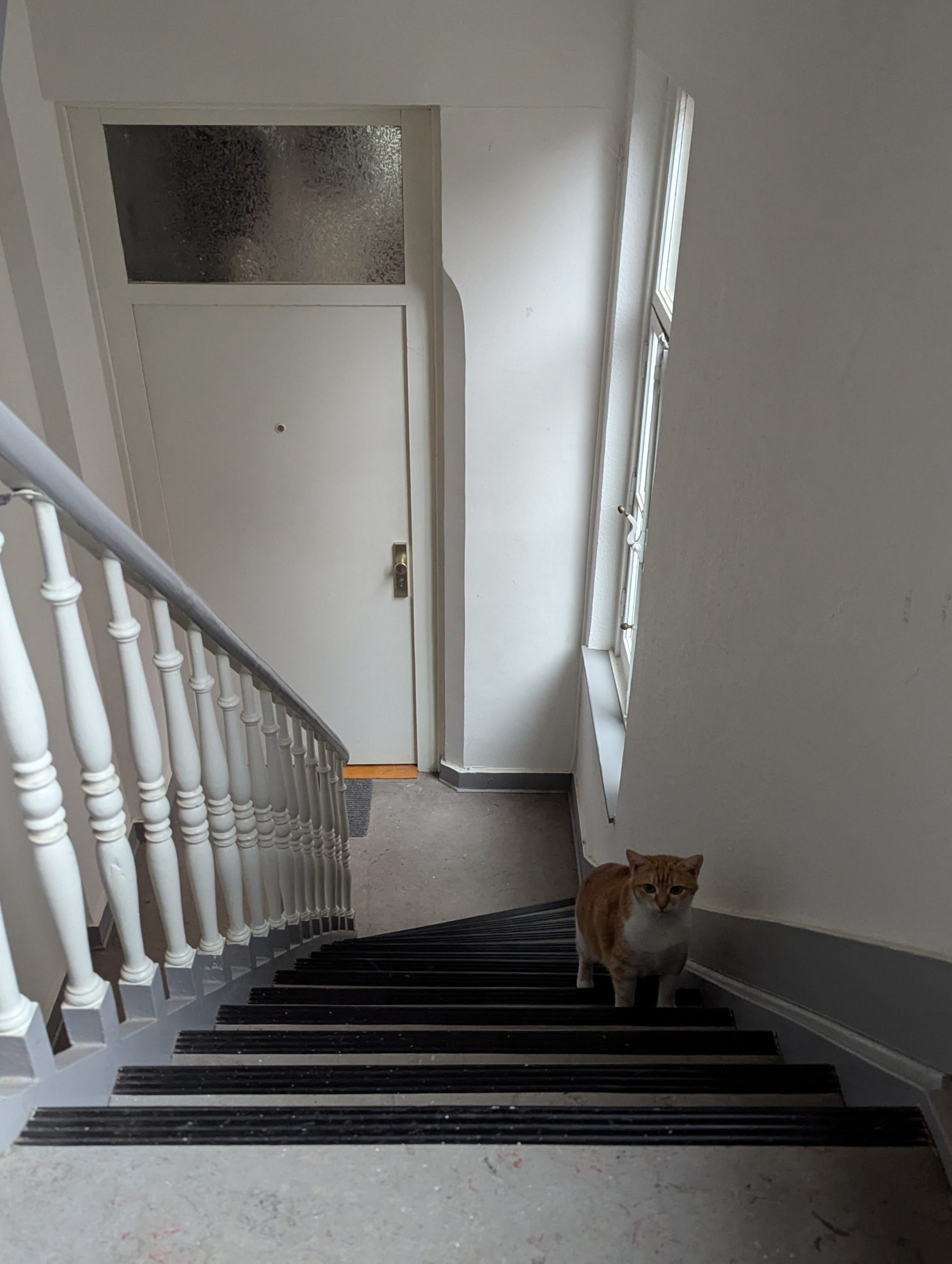 Katze der Woche 05.2026