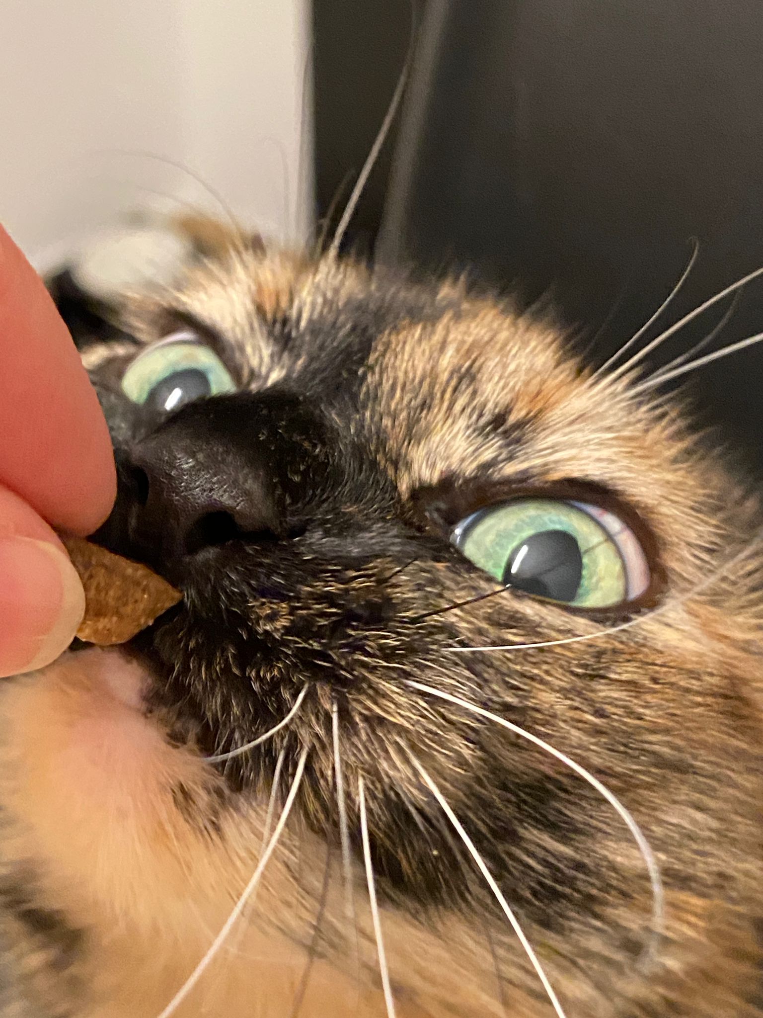 Katze der Woche 08.2026