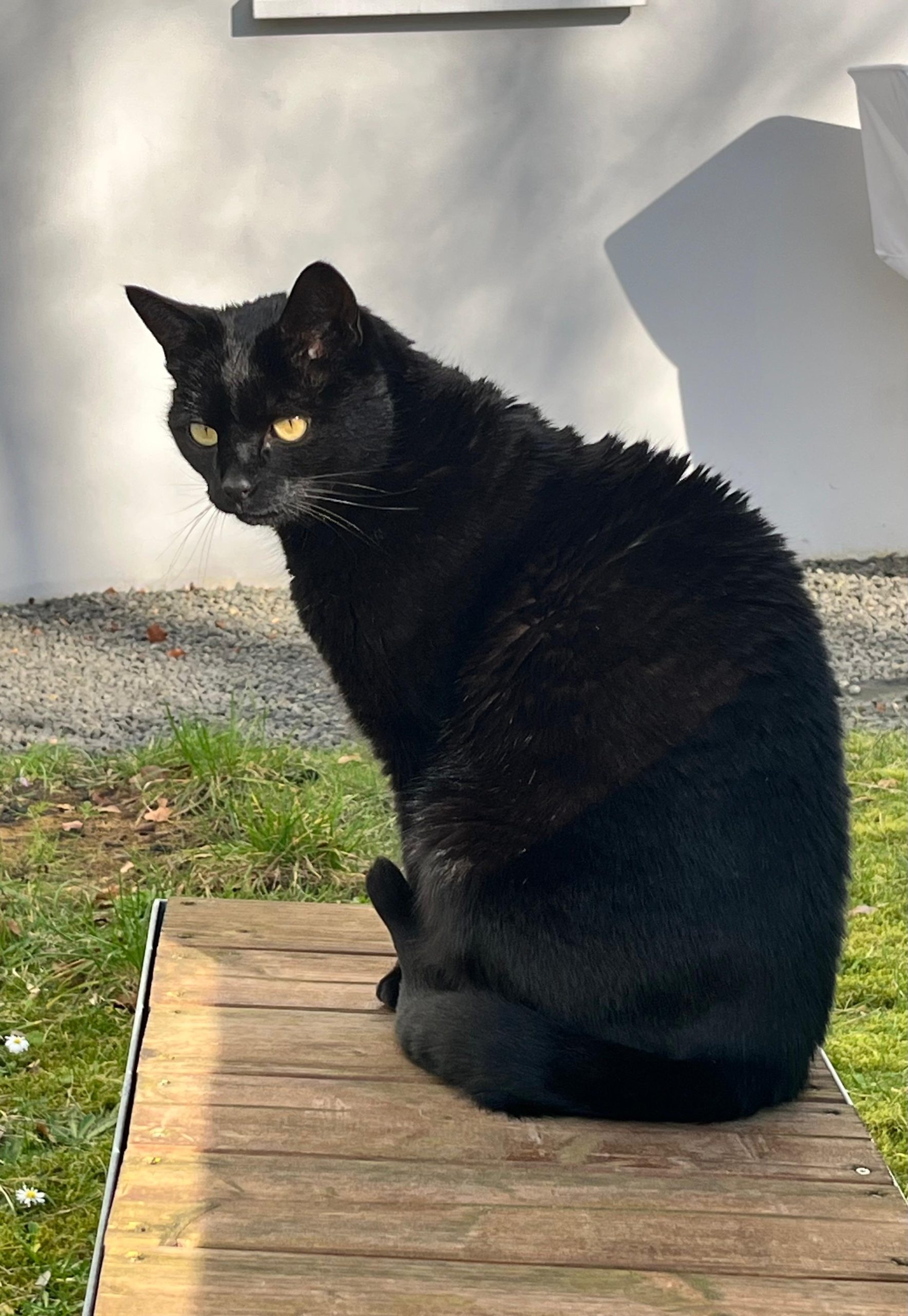 Katze der Woche 10.2026